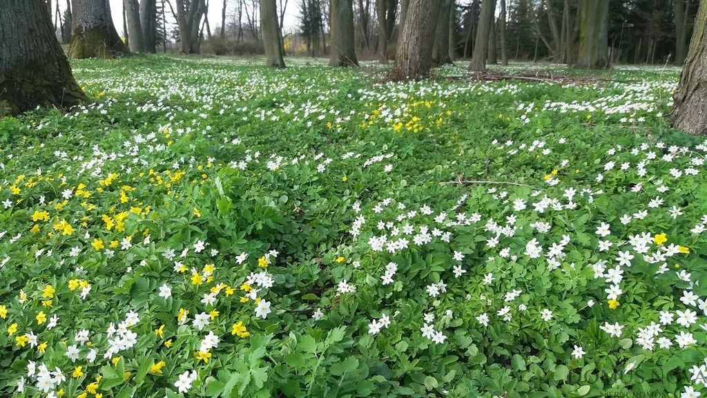 Obiekt Sprzedaż Kolonia Paplin 11