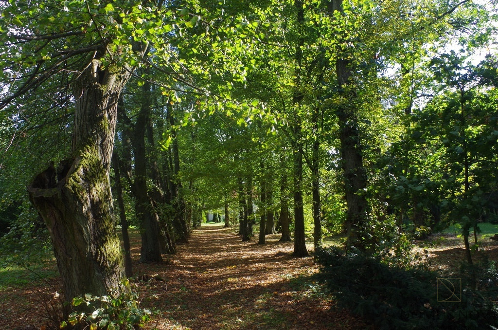 Obiekt Sprzedaż Kolonia Paplin 19