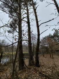 Działka Sprzedaż Borkowo Rzeczna