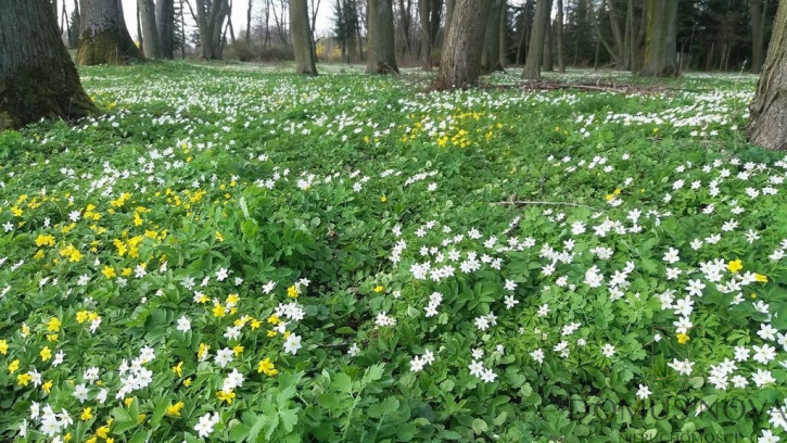 Obiekt Sprzedaż Kolonia Paplin 11