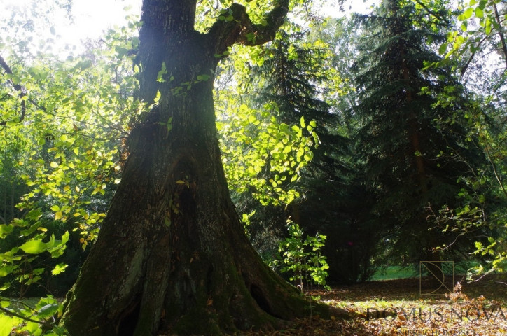 Obiekt Sprzedaż Kolonia Paplin 20